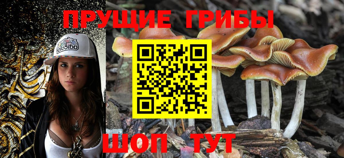 Псилоцибиновые грибы Cubensis Малоярославец